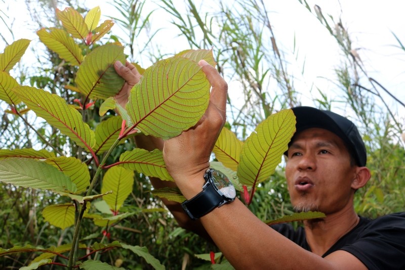 strongest green borneo kratom