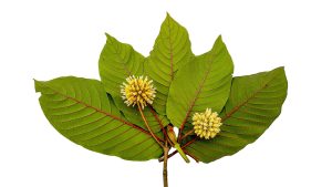 The Natural Boost for Your Wellness Journey: The Strongest Green Borneo Kratom Explained